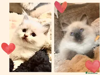 Ragdoll cats Ragdoll Kittens - Advert 7