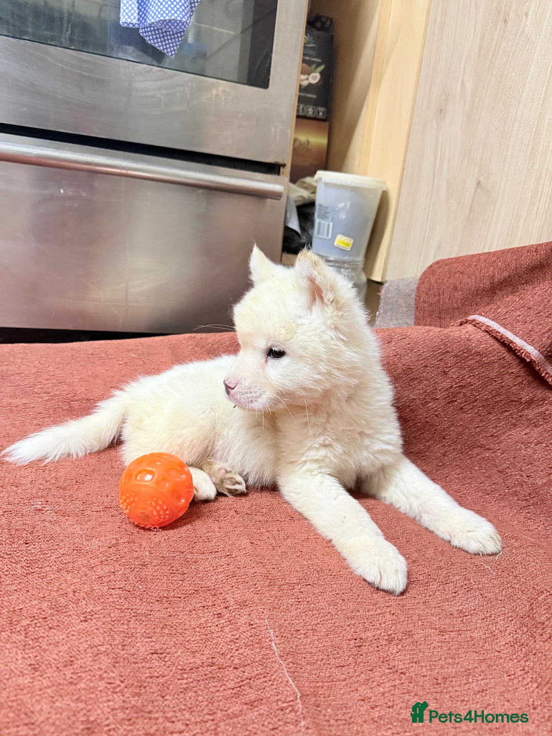 Akita dogs for sale: American Akita - Advert 5