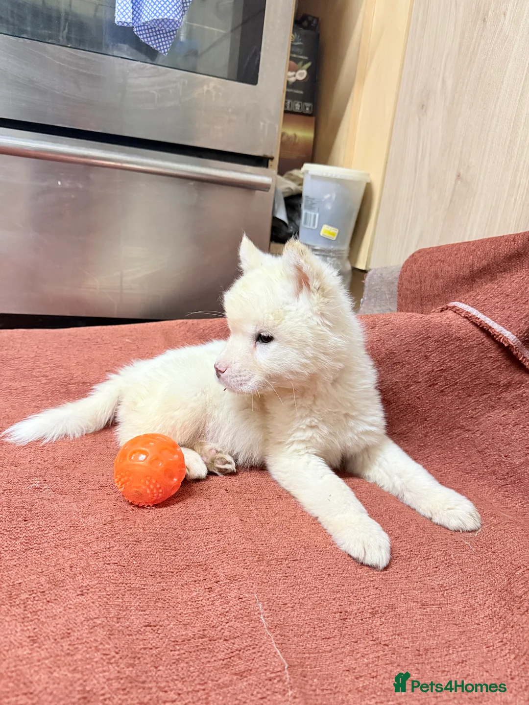 Akita dogs for sale: American Akita - Advert 5