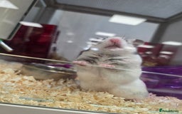 Hamster rodents for sale: Lovely female hamster - Image 3
