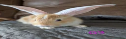 Continental Giant rabbits for sale: Beautiful Conti babies  - Advert 7