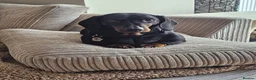 Dachshund dogs for sale: 4 year old spayed standard dachshund  - Advert 8