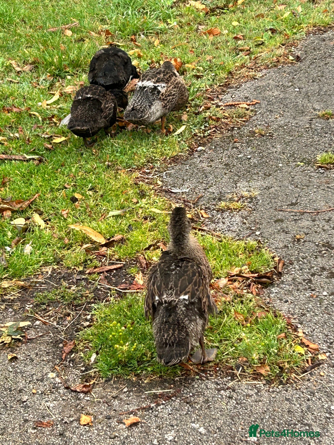 Ducks poultry for sale: Mixed ducks male and female  - Image 2