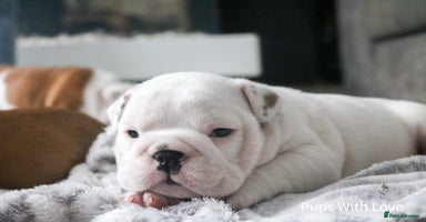 English Bulldog dogs - Advert 10