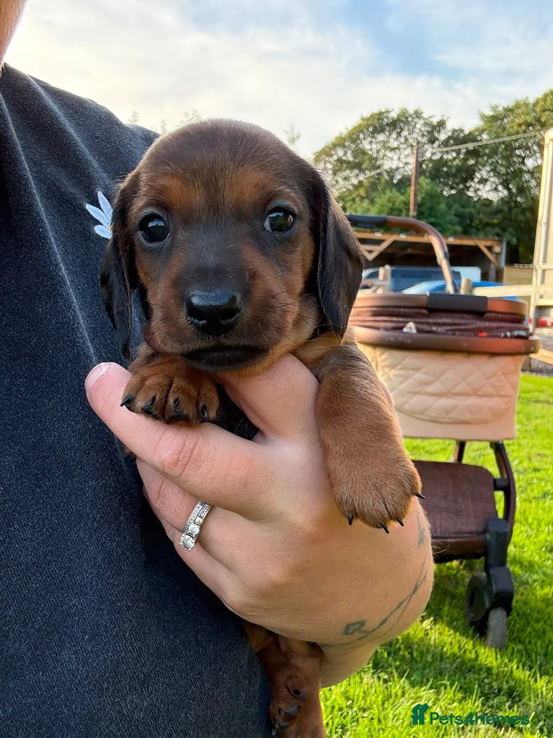 Miniature Dachshund dogs for sale: Miniature Dachshund Puppies - Advert 19