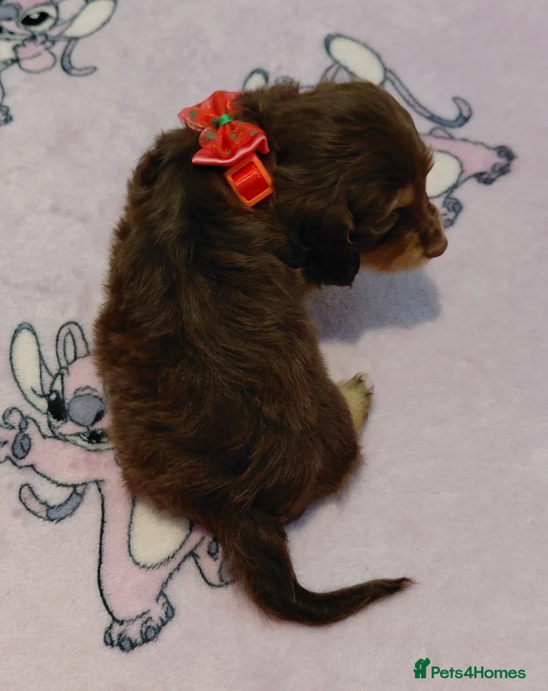 Miniature Dachshund dogs for sale: Sweetest Longhaired/One S.Haired Mini's 🤎🐾 - Advert 8