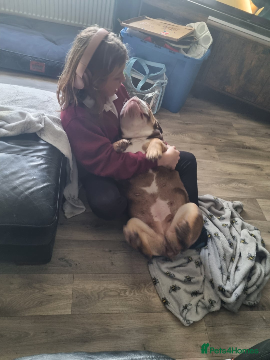 English Bulldog dogs for sale: New english Bulldog - Advert 3