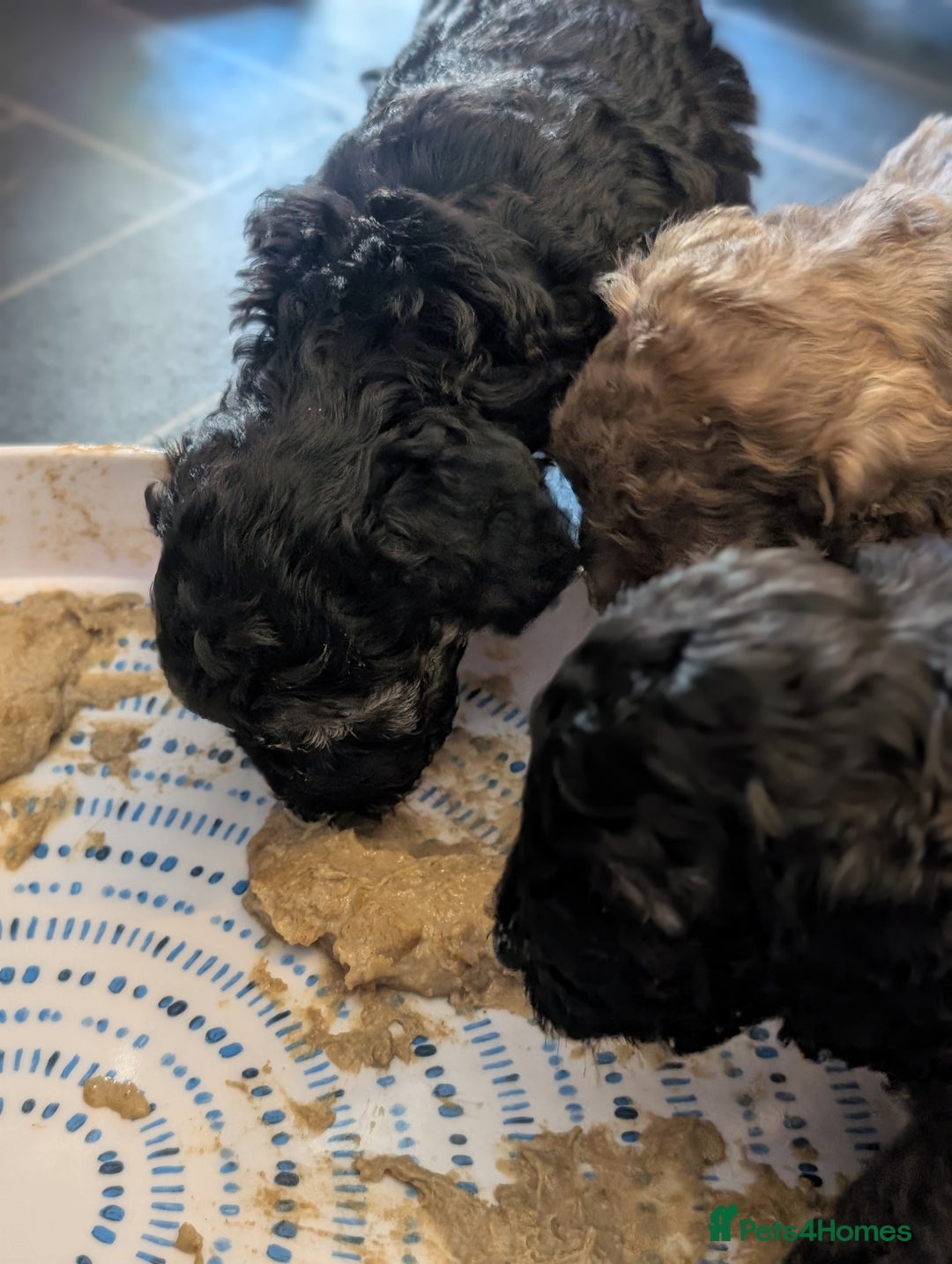 Mixed Breed dogs for sale: Miniature toy poodles  - Image 2
