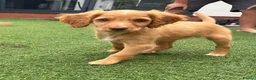 Mixed Breed dogs for sale: Mini Goldendoodle - Advert 1