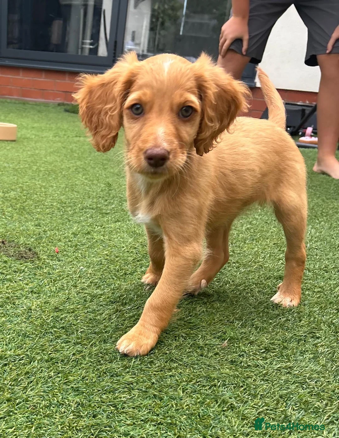 Mixed Breed dogs for sale: Mini Goldendoodle - Advert 1