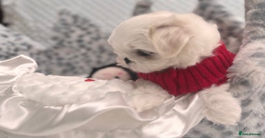 Maltese dogs - Advert 13