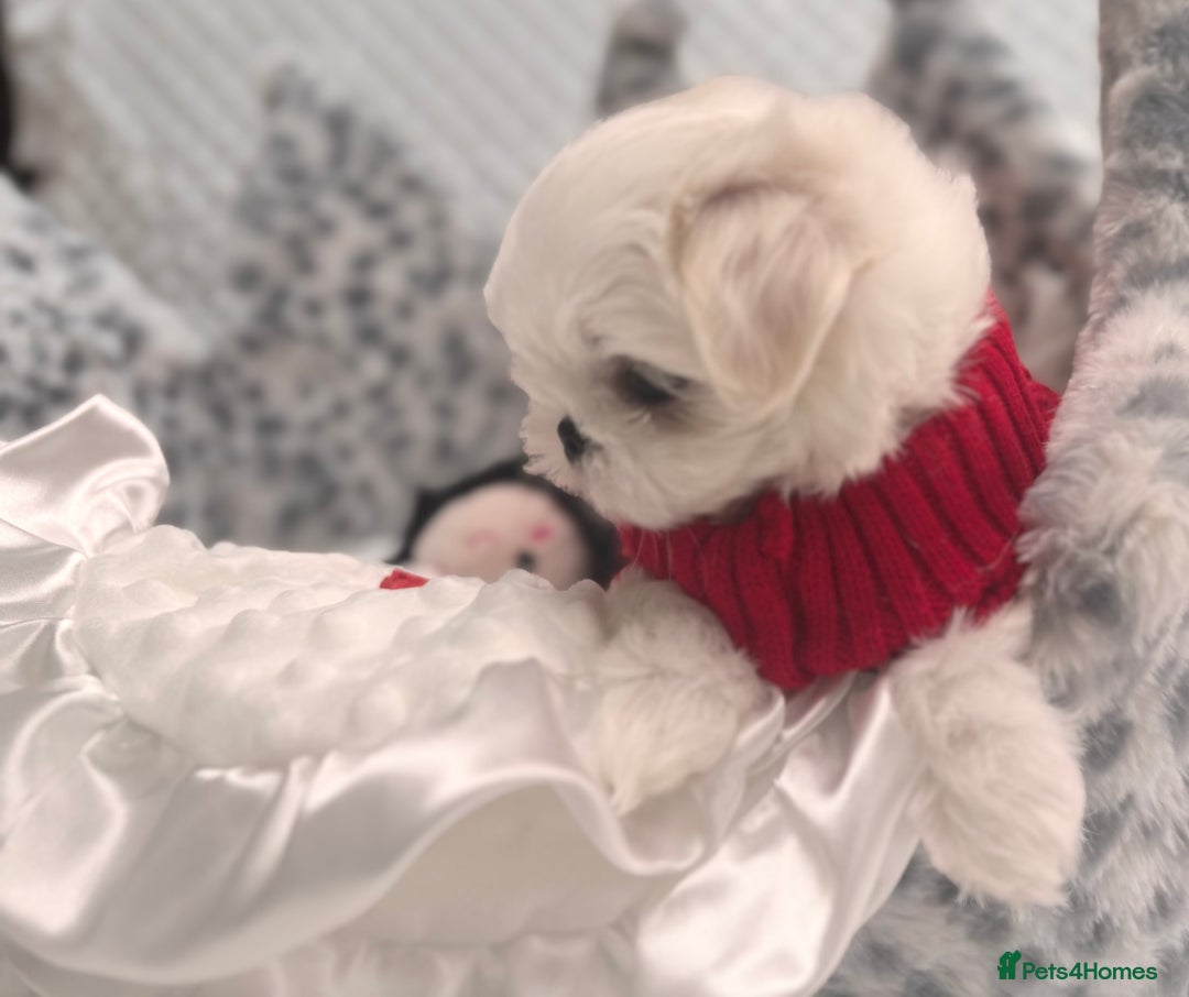 Maltese dogs for sale: 🌟Just One Left 🌟Bambelina Maltese🌟 - Image 12