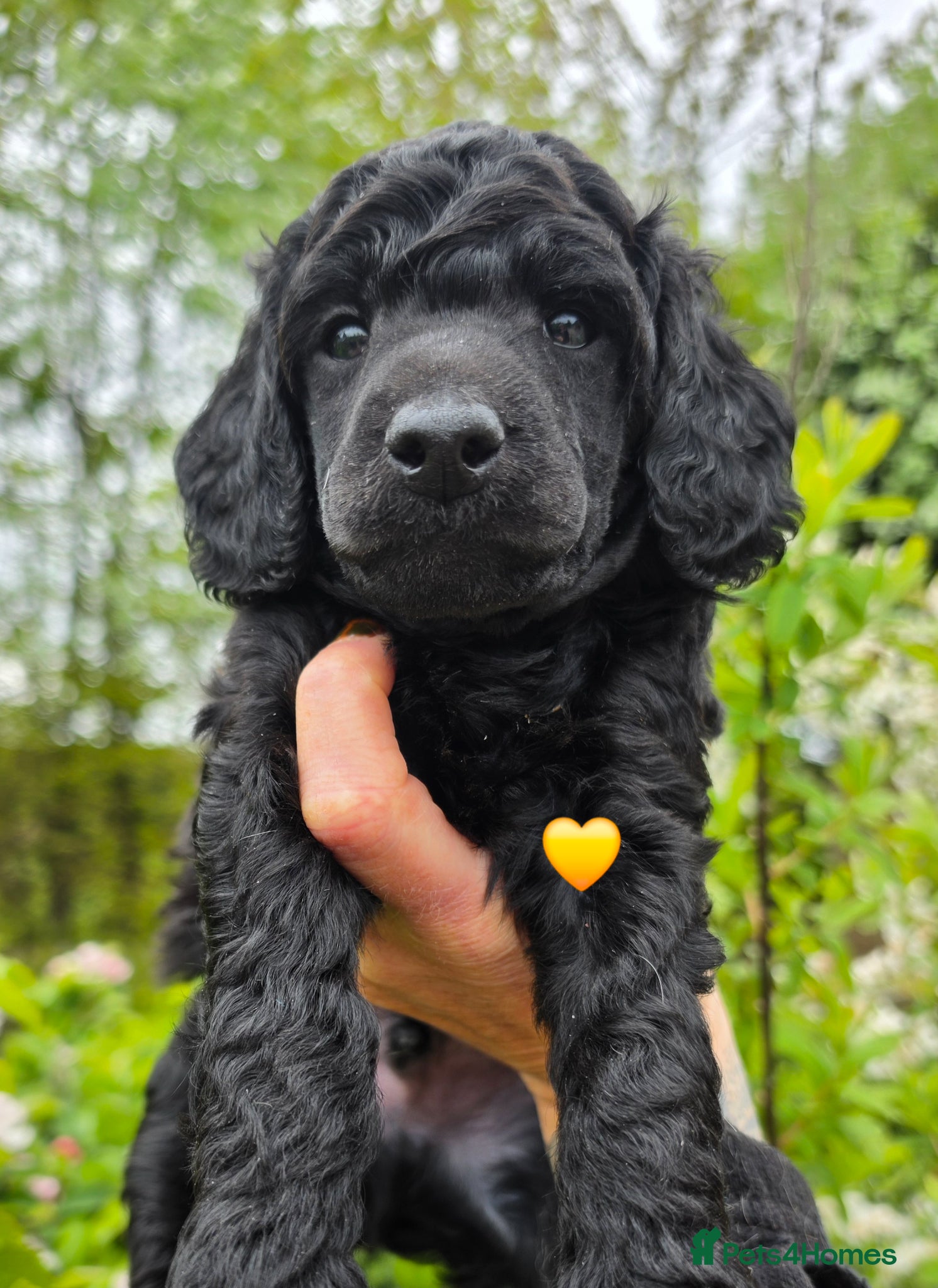 Poodle Puppy 2