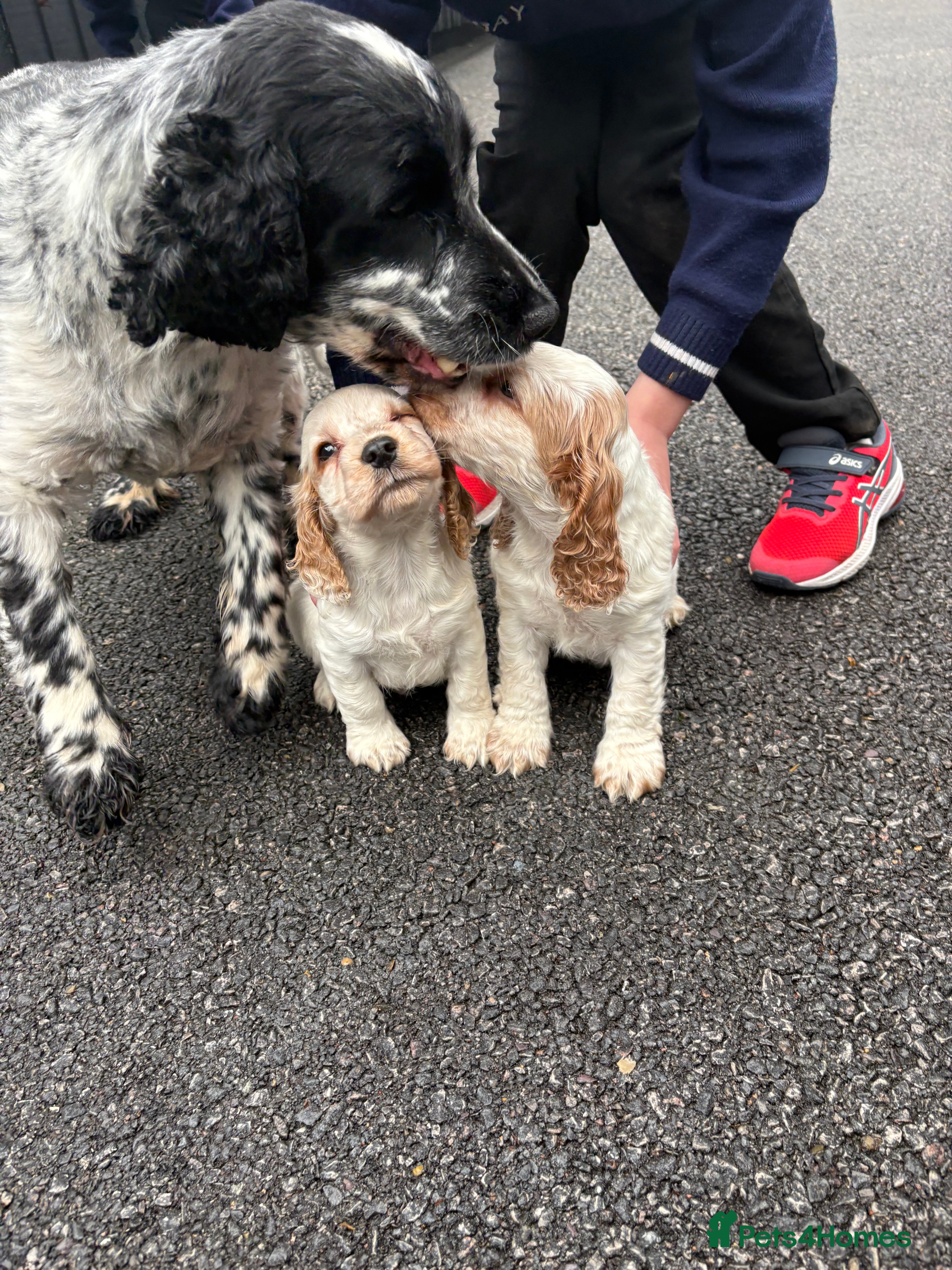 Cocker Spaniel dogs Cocker spaniels show type - Advert 1