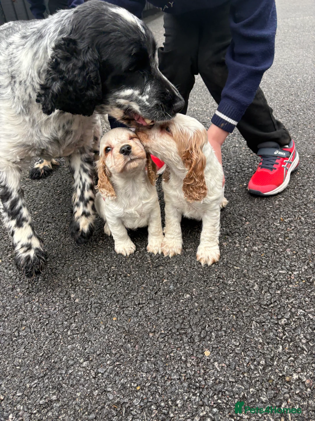 Cocker Spaniel dogs for sale: Cocker spaniels show type - Advert 1