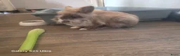 Mixed Breed rabbits for sale: Cookie in Gainsborough - Advert 2