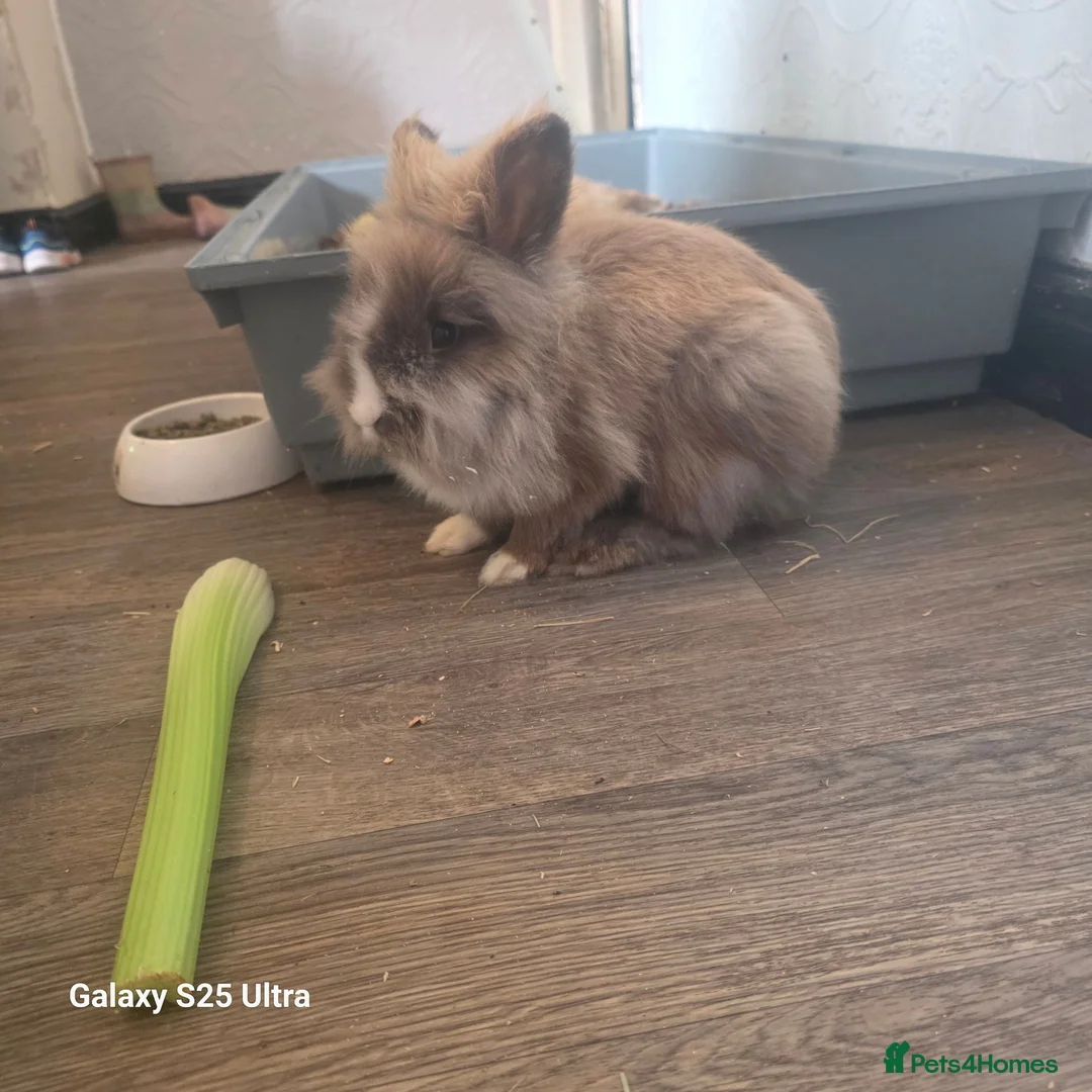 Mixed Breed rabbits for sale: Cookie in Gainsborough - Advert 2