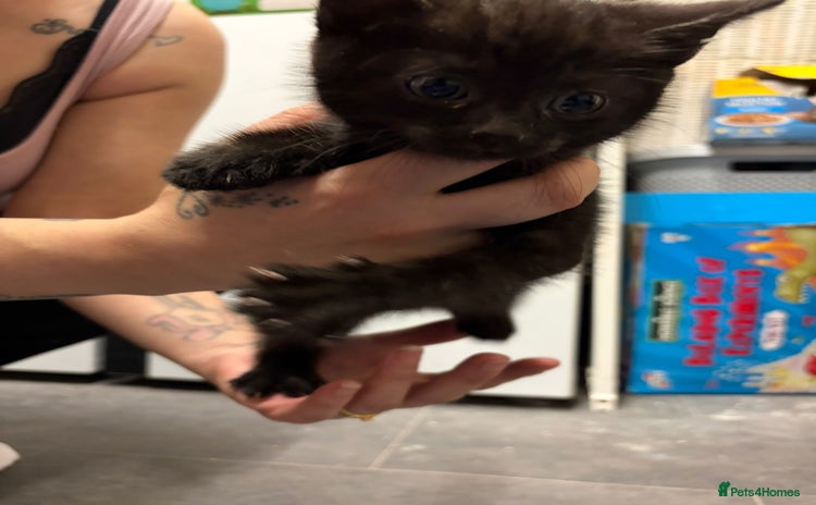 Mixed Breed cats 4 beautiful kittens ready now  - Advert 1