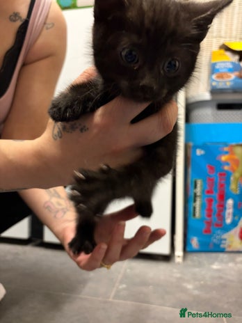 Mixed Breed cats 4 beautiful kittens ready now - Advert 1