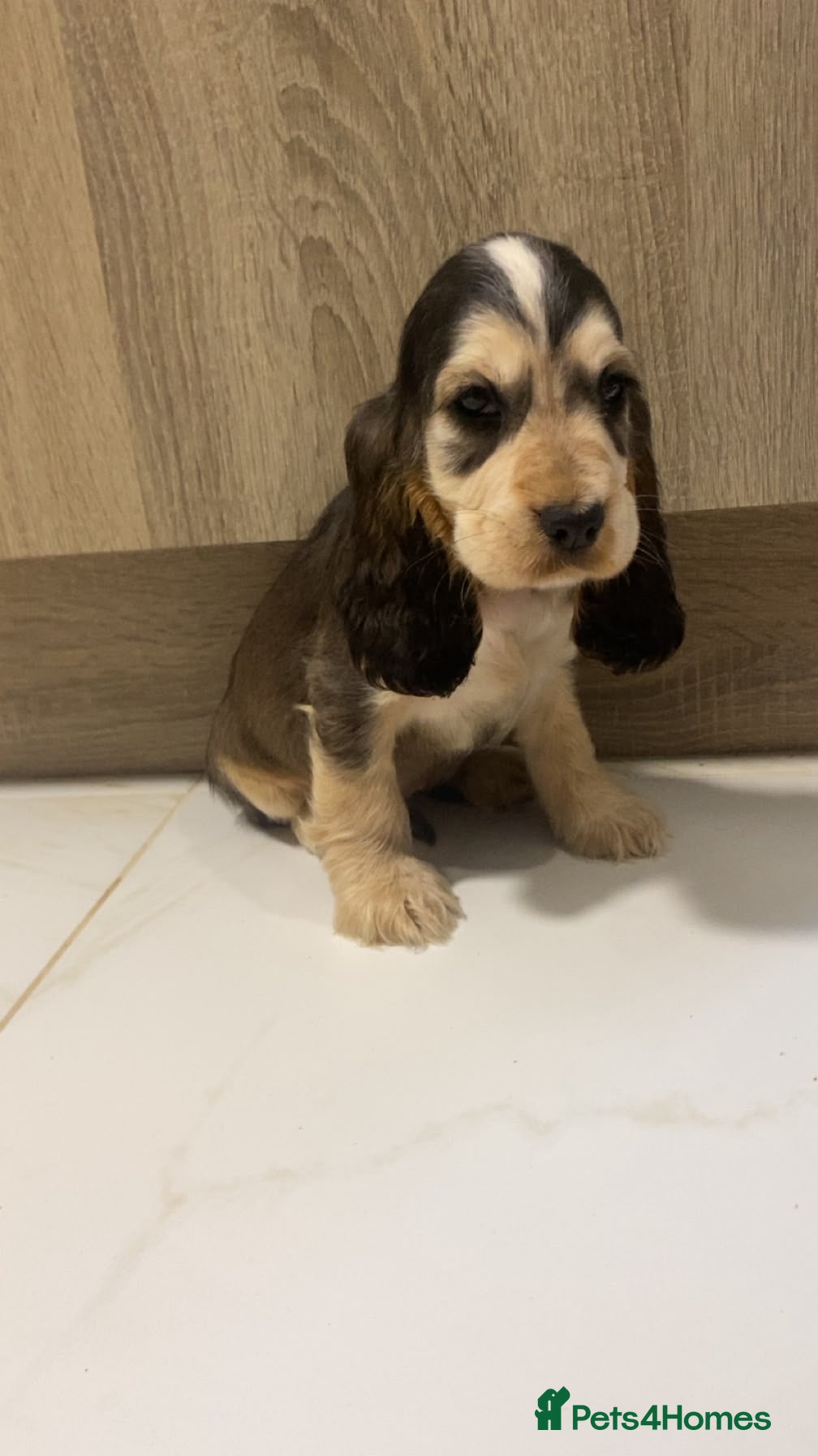 Cocker Spaniel dogs 🐾STUNNING KC REGISTERED SHOW COCKERS🐾 - Advert 2