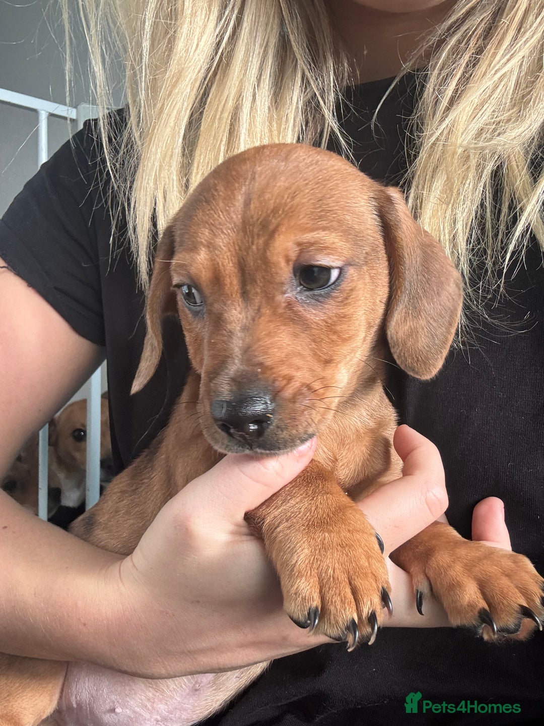 Mixed Breed dogs for sale: Two beautiful brown boys(chocolate& cream &dapple) - Advert 3