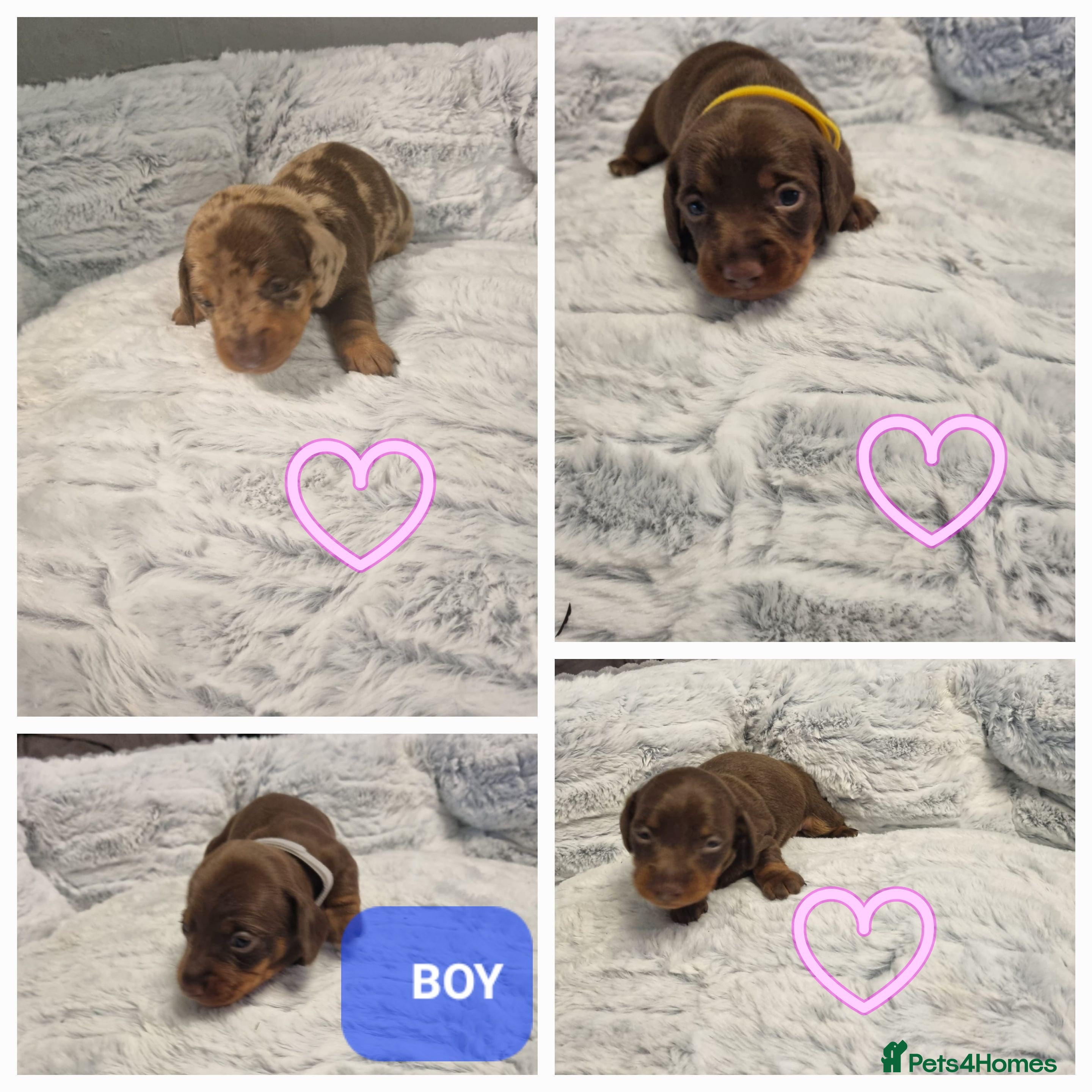Miniature Dachshund dogs 4 left looking for their forever home 🏡  - Advert 18