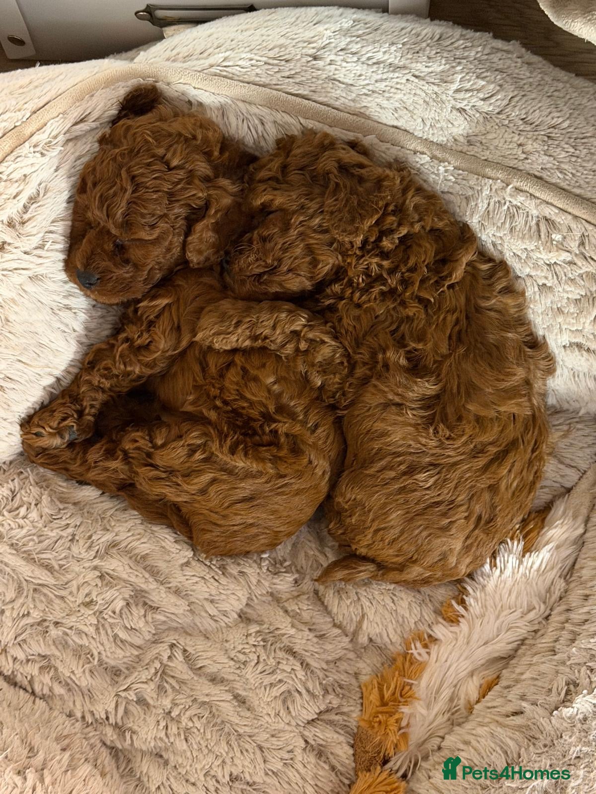 Toy Poodle dogs for sale: Asian Poodle Puppies WAITING LIST OPEN - Advert 11