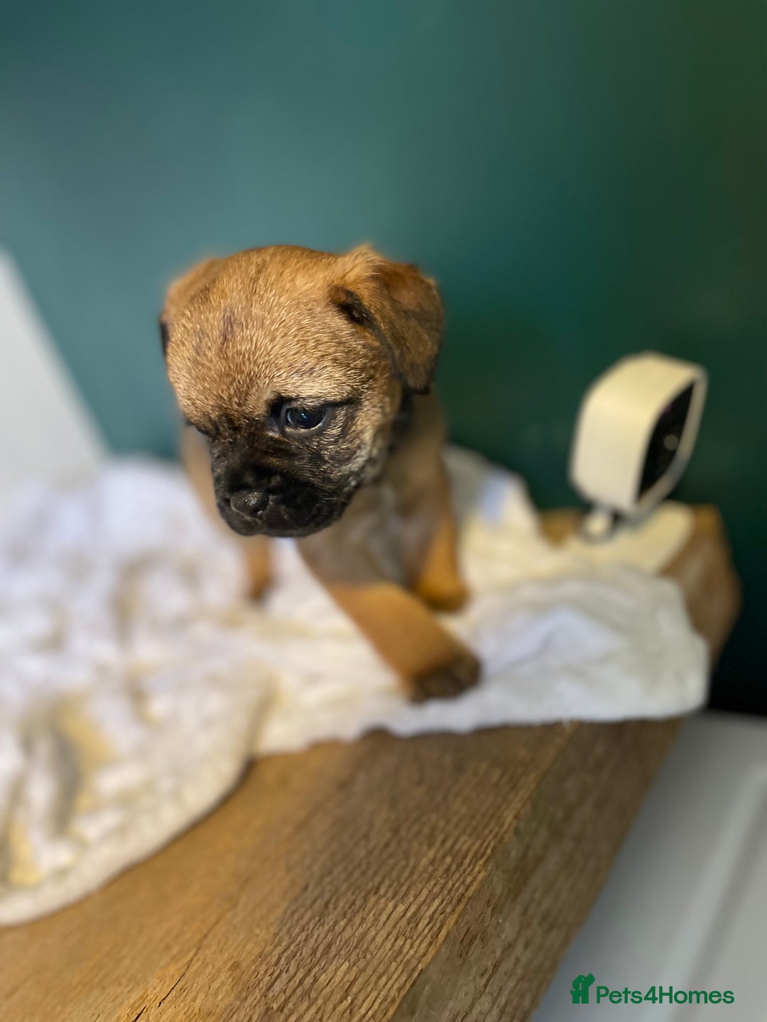 Border Terrier dogs for sale: 5 star BORDER TERRIERS PUP KC REG/SLEM CLEAR - Advert 16