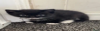 Female kitten