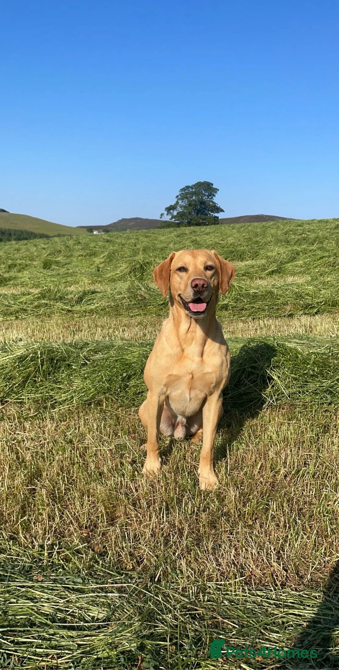 Labrador Retriever dogs for stud: WORKING LABRADOR STUD DOG - Advert 5