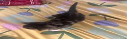 Mixed Breed cats for sale: 5 gorgeous kittens for sale - Advert 16
