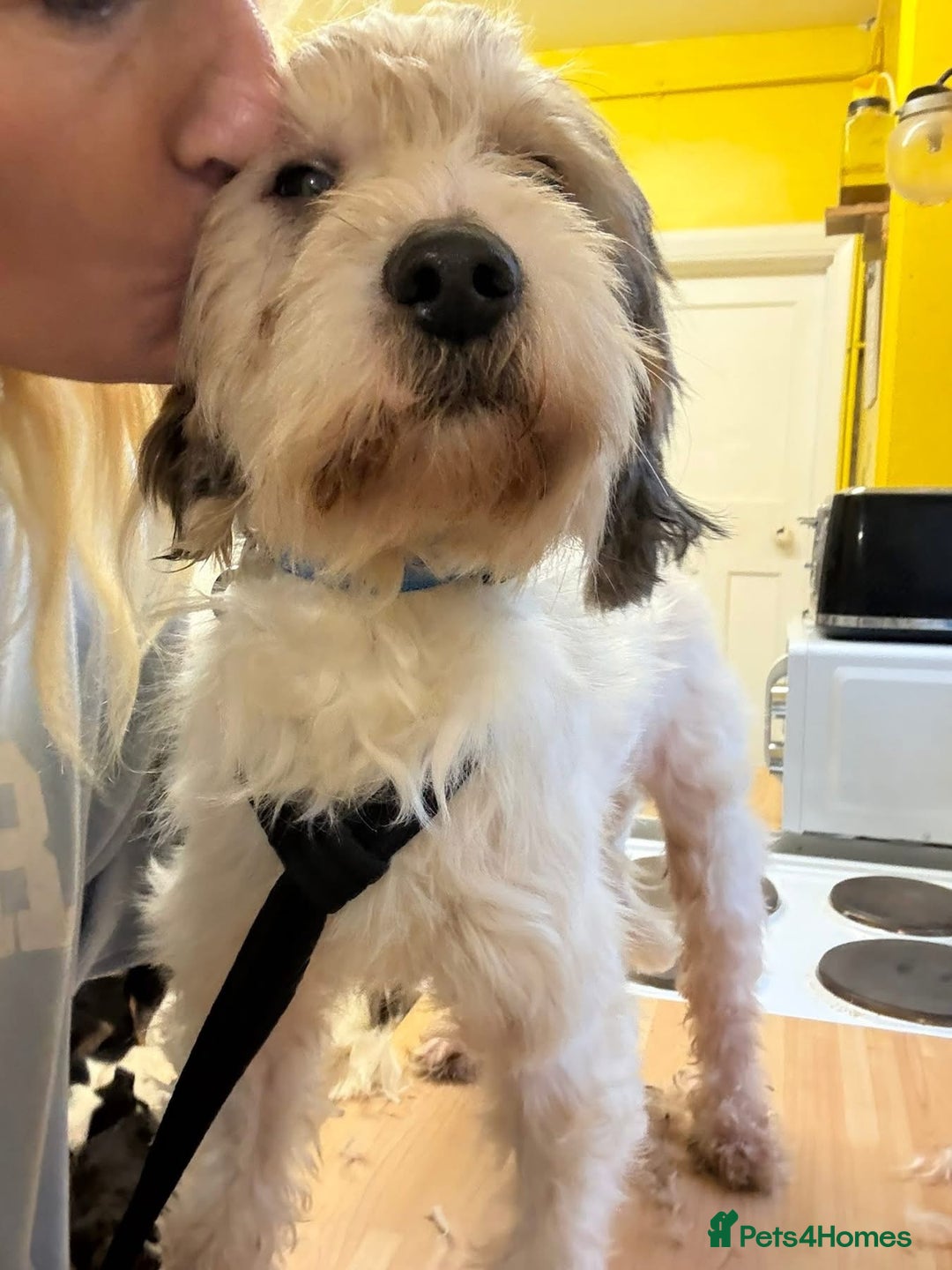 Mixed Breed dogs for adoption: Max - Hingham Norfolk  - Advert 7