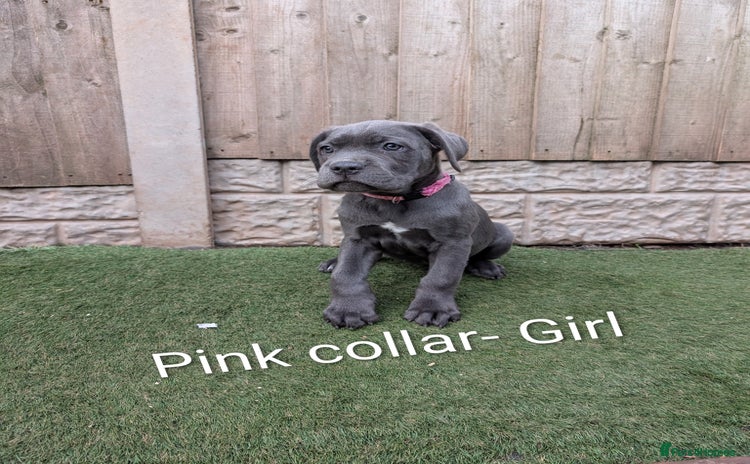 Cane Corso dogs - Advert 12