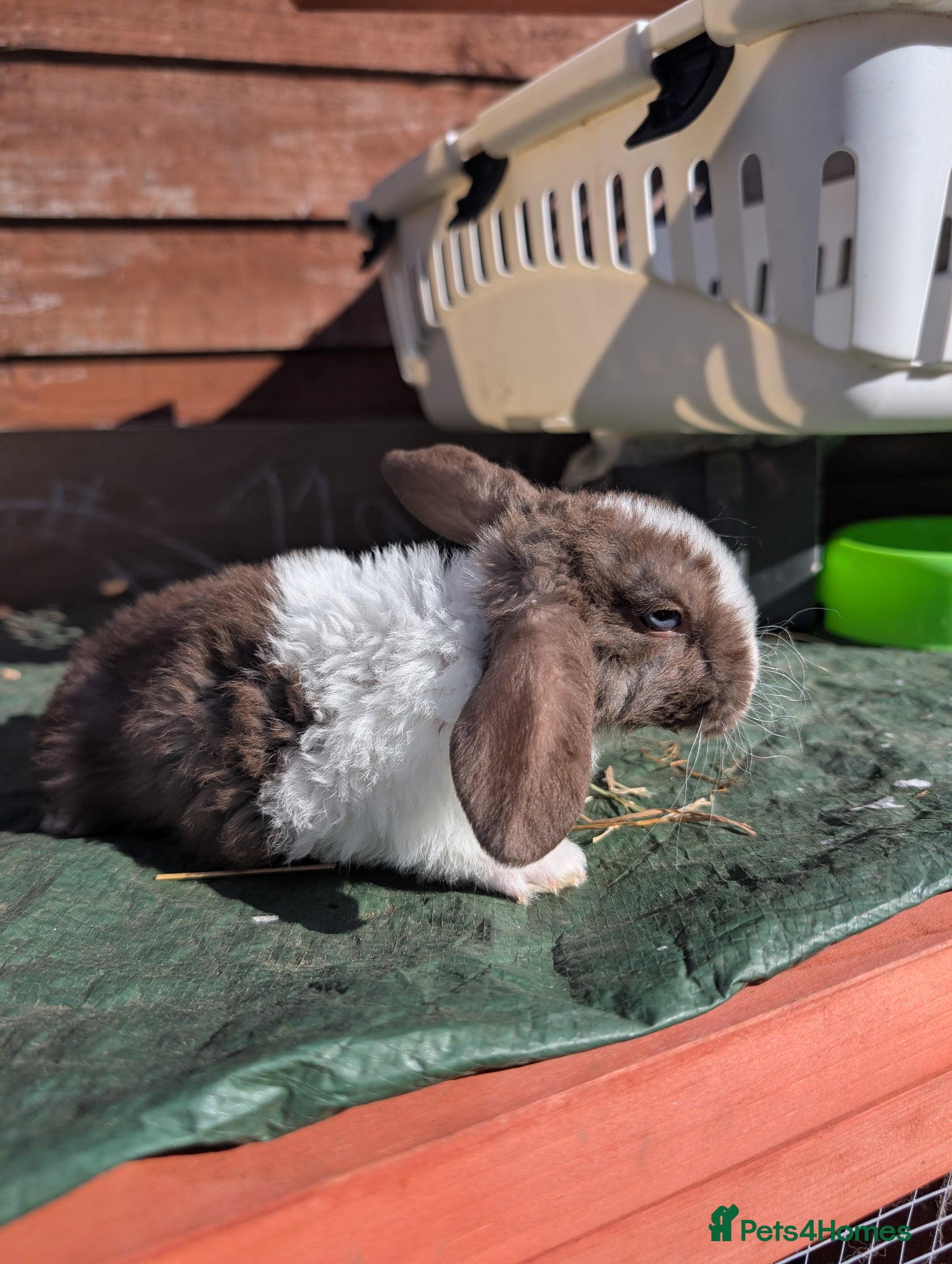 Mini Lion Lop rabbits Minilops and plush lops - Advert 10