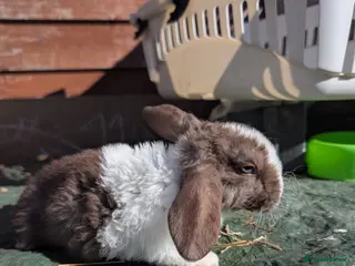 Mini Lion Lop rabbits Minilops and plush lops - Advert 9