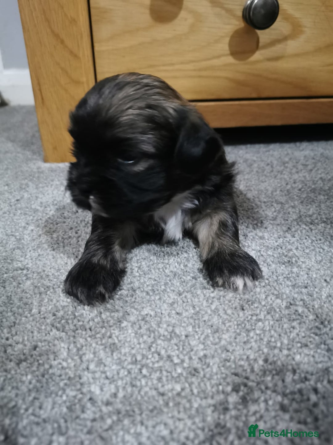 Shih Tzu dogs for stud: Kc Registered Shih Tzu for stud in Bournemouth - Advert 13