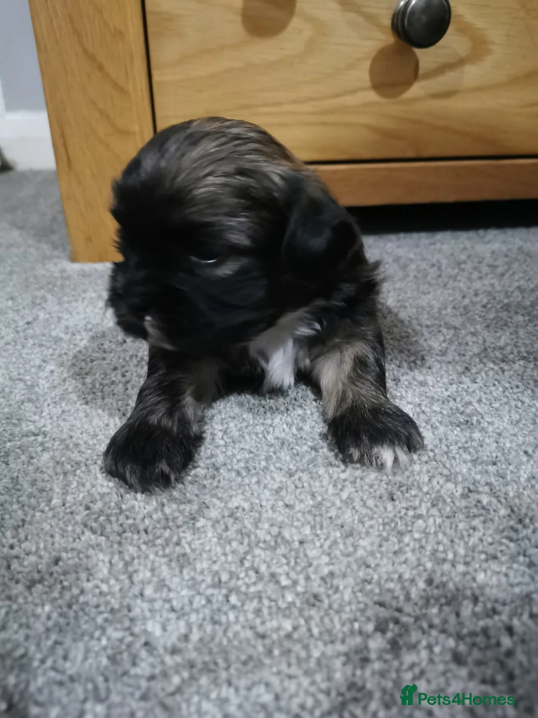 Shih Tzu dogs for stud: Kc Registered Shih Tzu for stud in Bournemouth - Advert 14