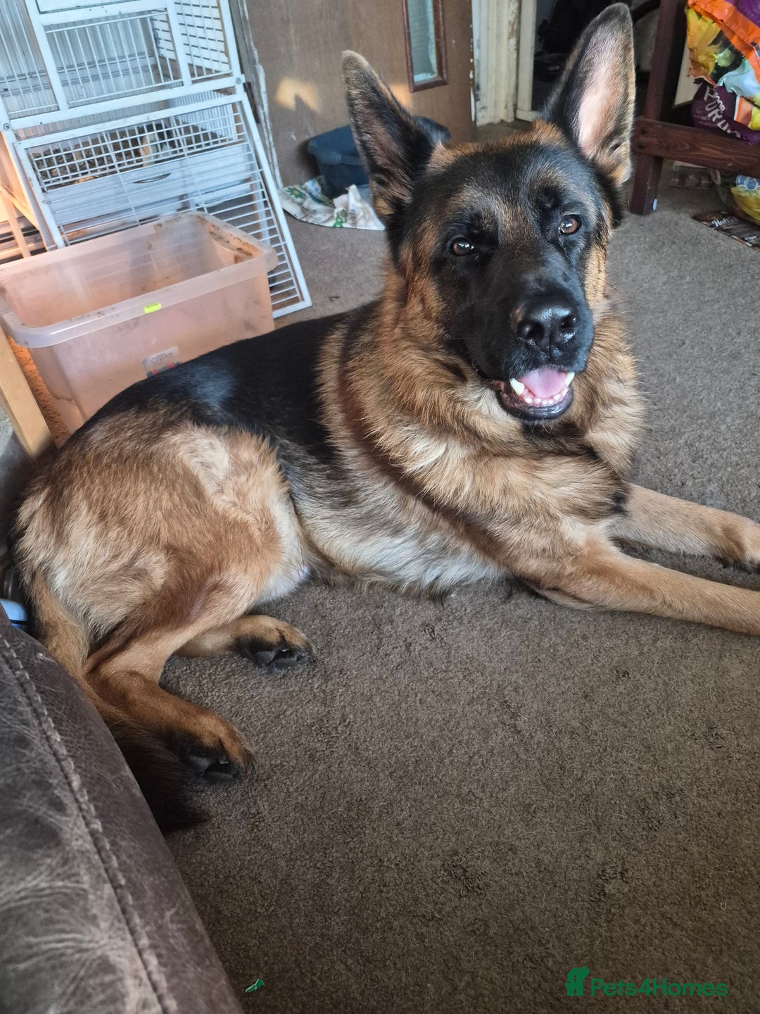 German Shepherd dogs for stud: Bruce - Advert 5