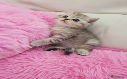 Scottish Fold cats for sale: Bundle of 11 Scottish fold Straight Ears Kittens - Image 28