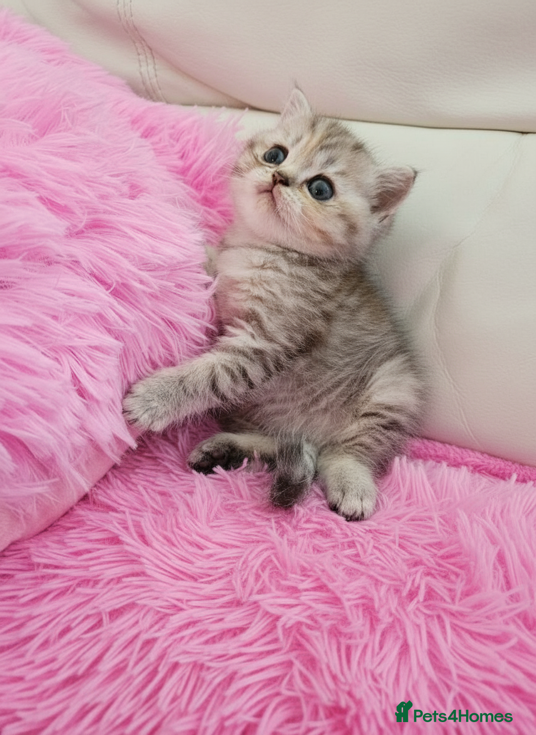 Scottish Fold cats for sale: Bundle of 11 Scottish fold Straight Ears Kittens - Image 28