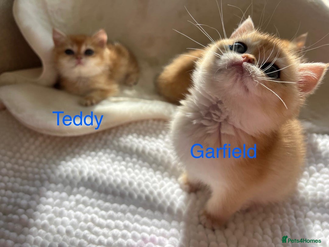 British Shorthair cats for sale: NY12 British Shorthair Kittens  - Image 4