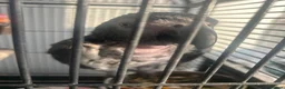 Parrots birds for sale: 15 Year old African Grey Parrot in Southall - Advert 4