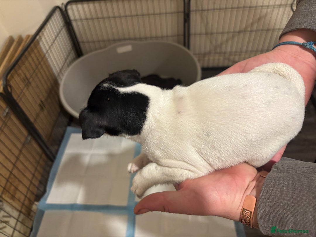 Jack Russell dogs for sale: Beautiful Jack Russell puppies  - Advert 9