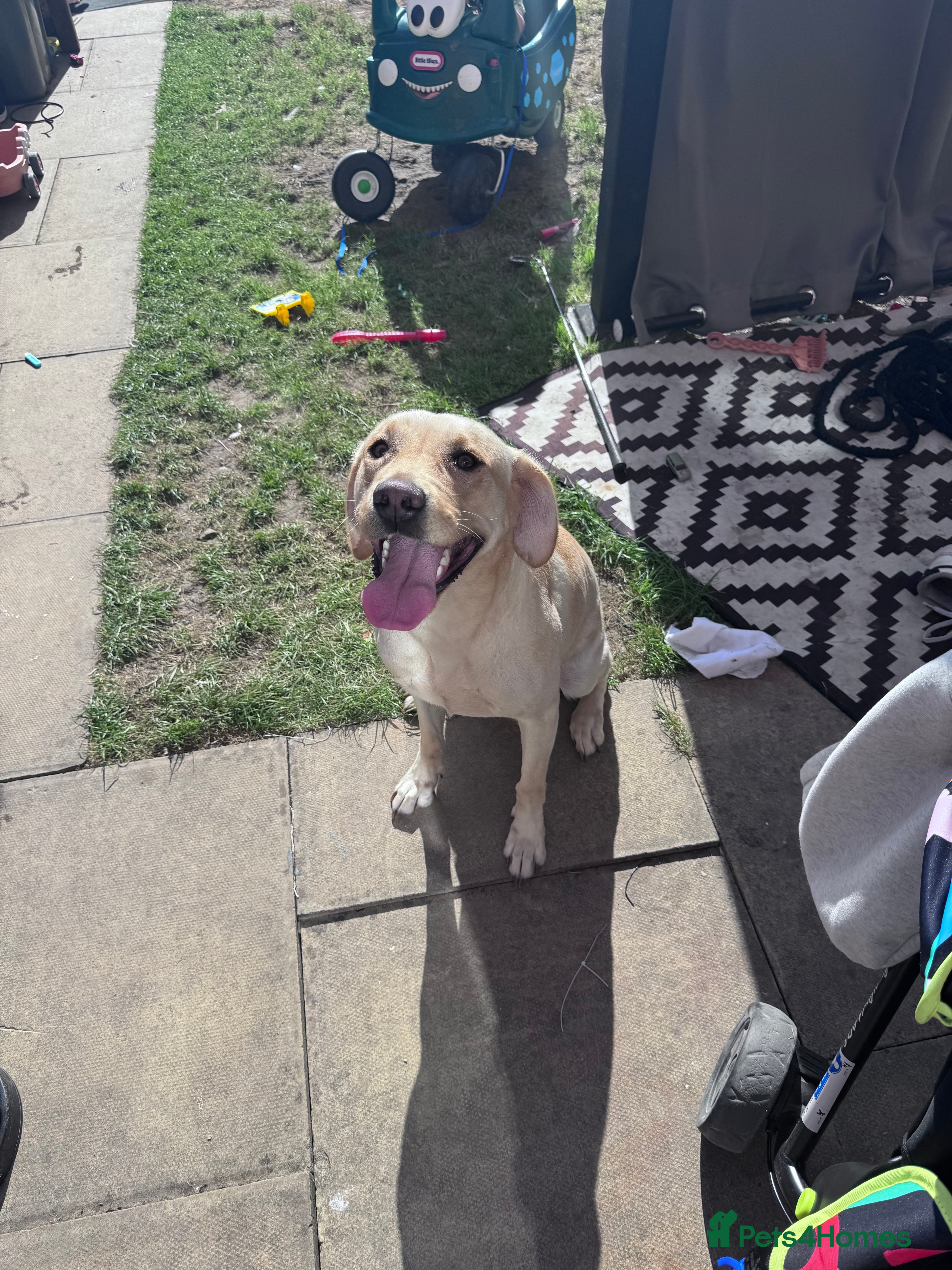 Labrador Retriever dogs Gold lab for sale - Advert 6