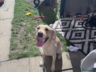 Labrador Retriever dogs Gold lab for sale - Advert 3