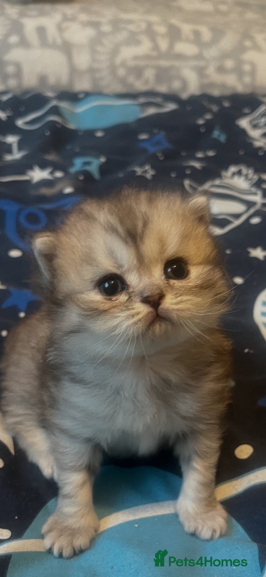 Persian cats Beautiful Persian babies  - Advert 8