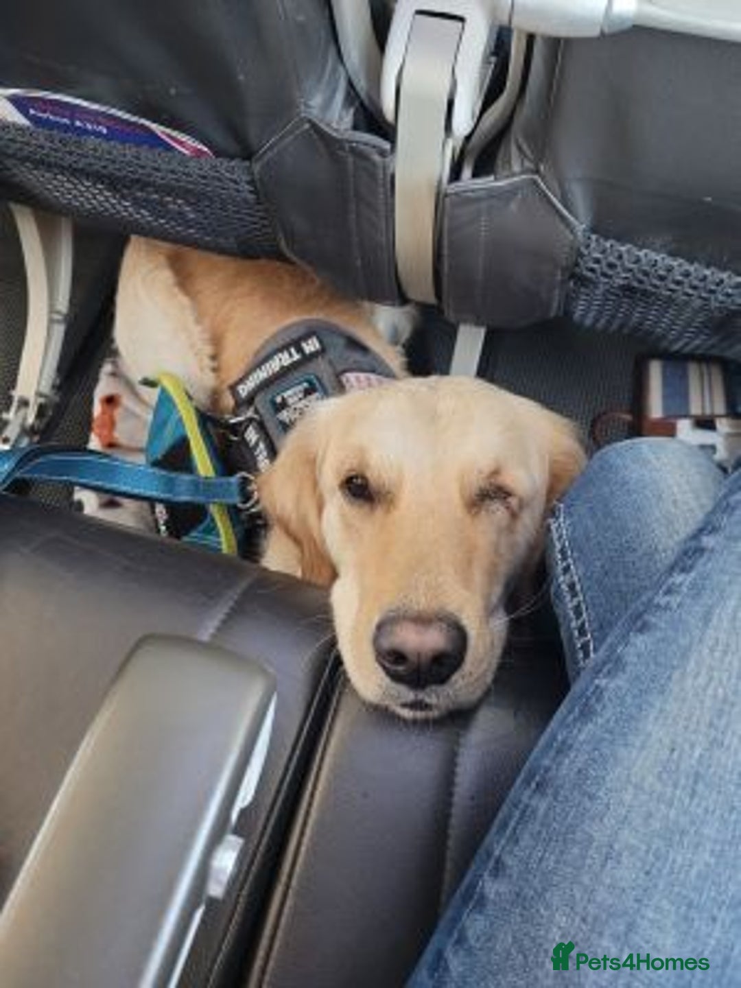 Golden Retriever dogs for sale: fantastic Golden retriever girl - Advert 3