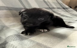 Mixed Breed dogs for sale: 10 RARE hybrid huskypoo’s!!! - Image 11