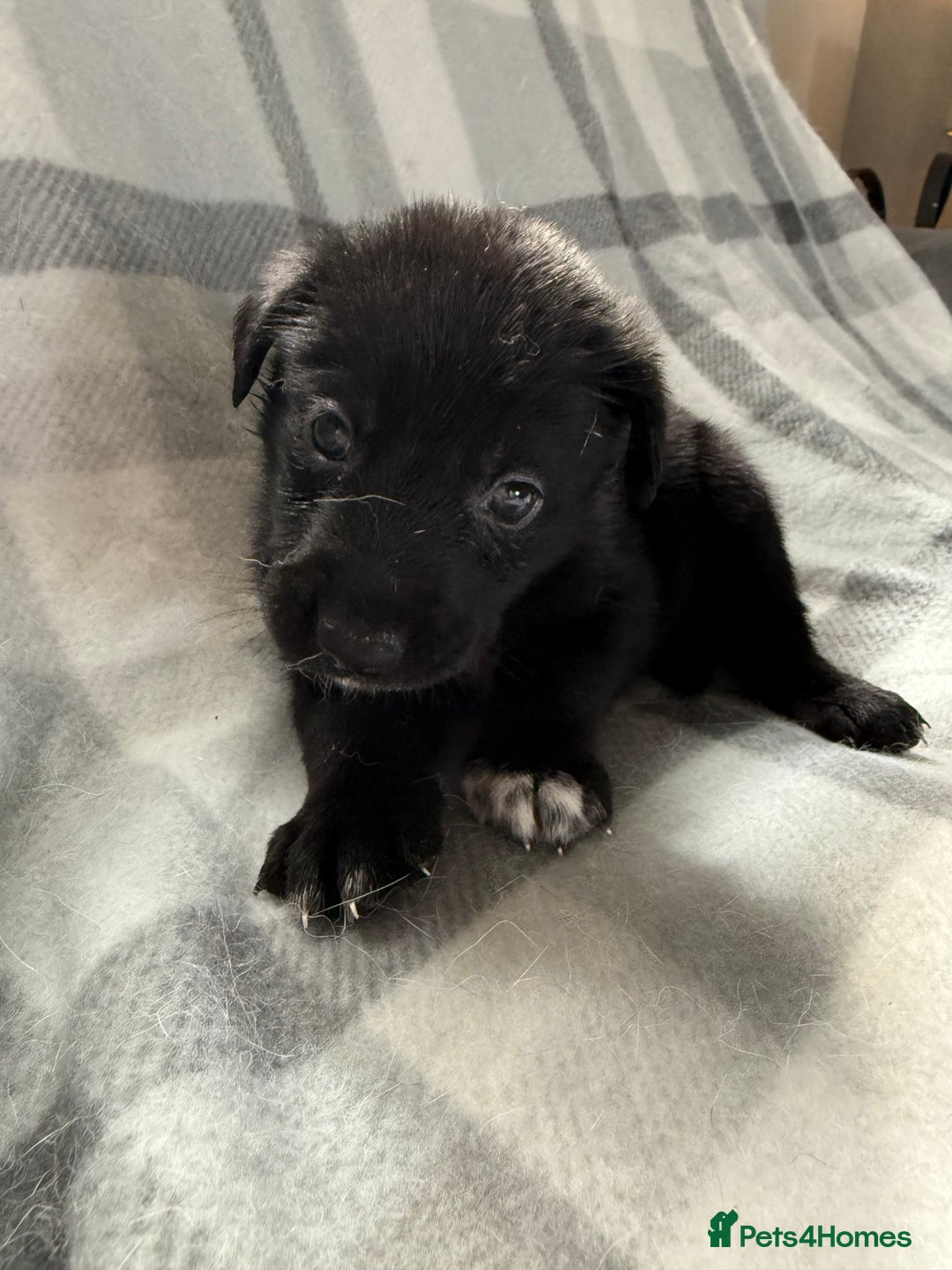 Mixed Breed dogs for sale: 10 RARE hybrid huskypoo’s!!! - Image 11