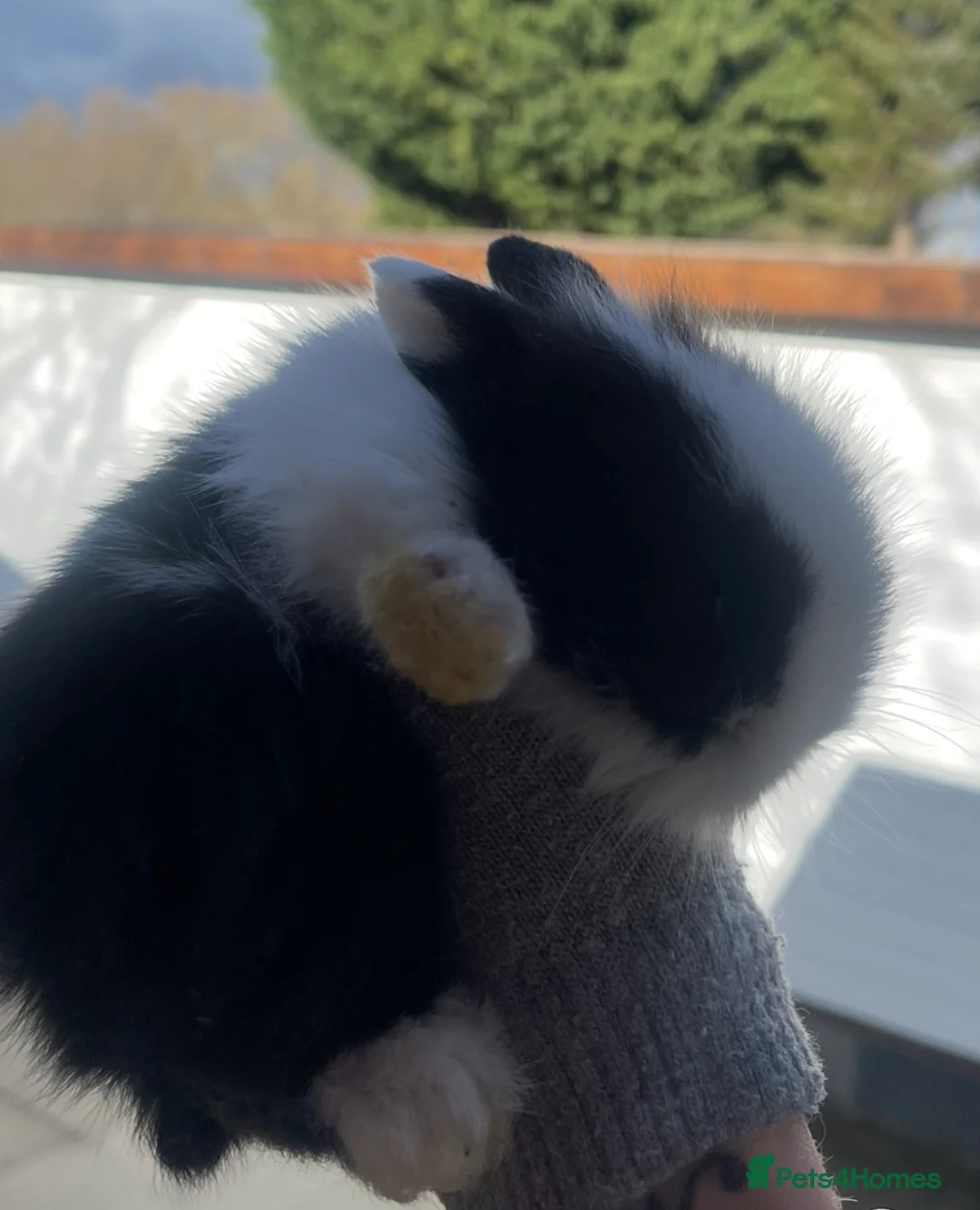 Lionhead rabbits for sale: Baby bunnies ready to reserve  - Advert 13